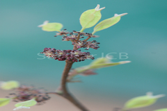 Holoptelea integrifolia